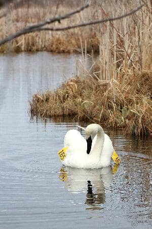 Wildlife Encounters