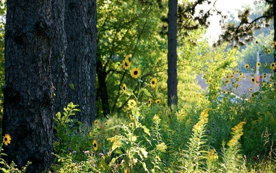 Well-Maintained Walking Trails