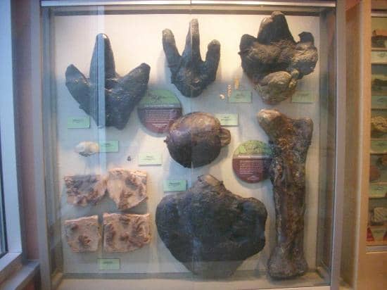 Dinosaur Skeletons