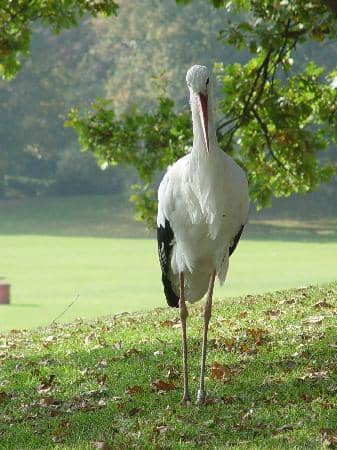 Animal Encounters