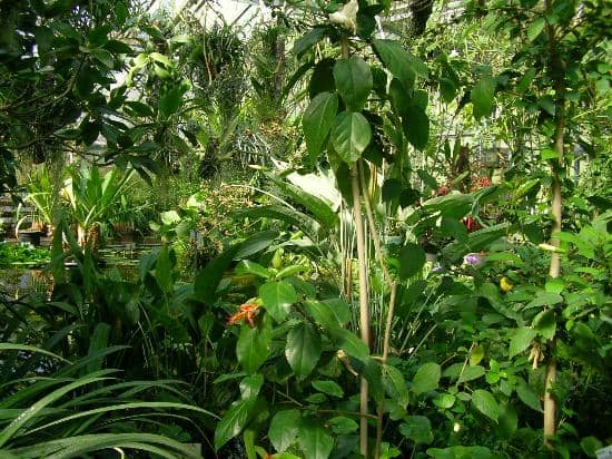 Arboretum's Diverse Trees