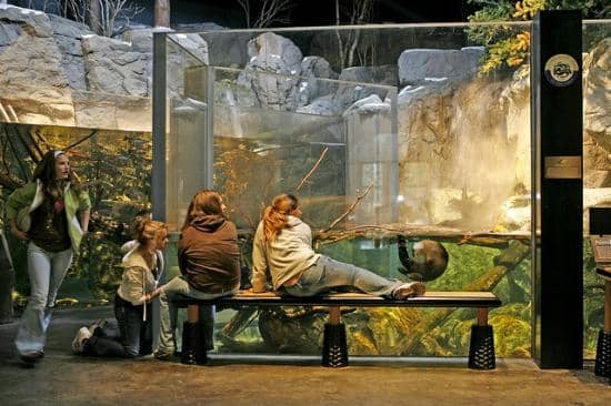 Interactive Forest Trails