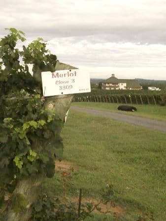 Delicious Wine Slushies