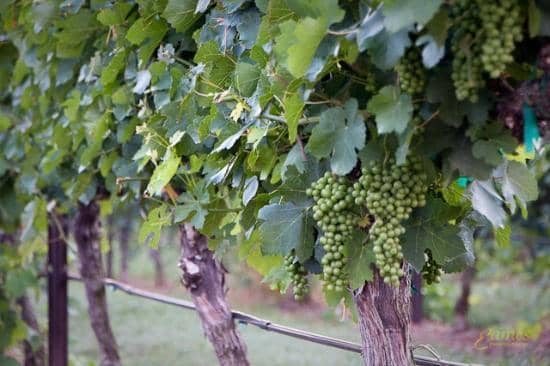 Scenic Vineyard Views