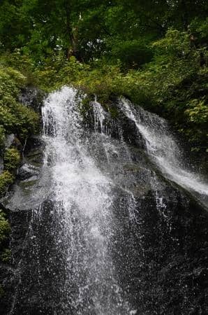Enchanting Forest Walk