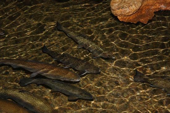 The 'Bottomless Pool'