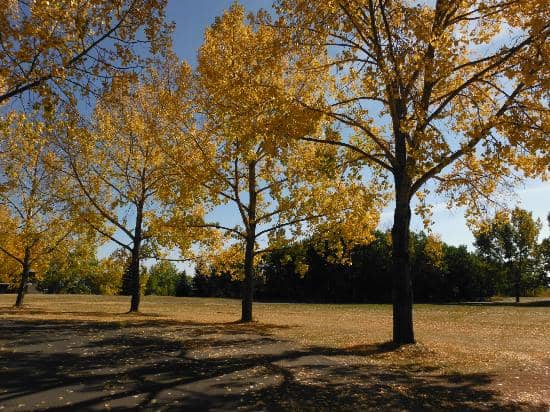 North Glenmore Park Ice Trail