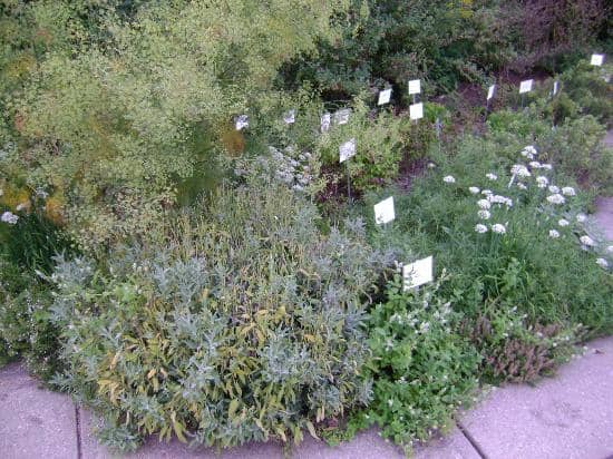 Tranquil Koi Ponds & Foot Bridges