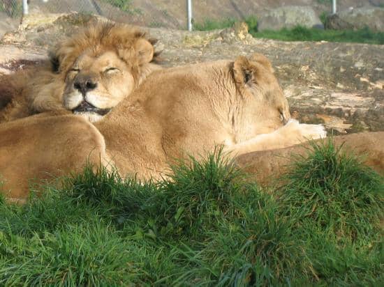 Lion Cub Cuddles