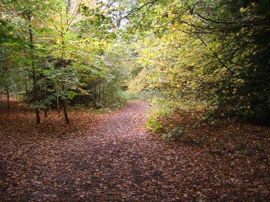 Woodland Walks