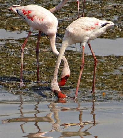 Vast Flamingo Colonies