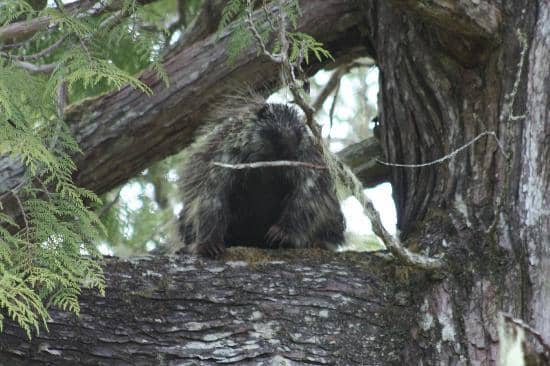 Forest Canopy View Tower