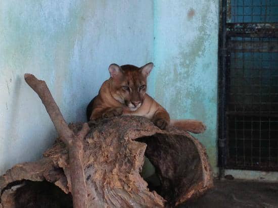 Tropical Flora and Fauna