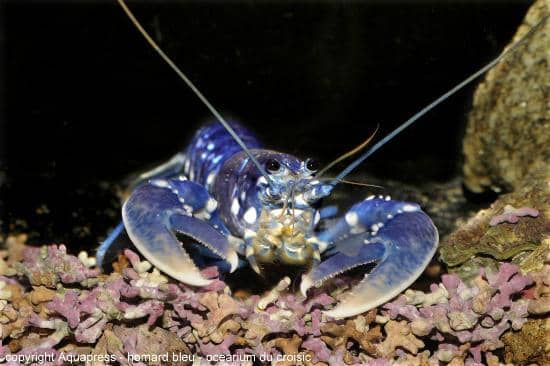 360-Degree Immersion Tunnel