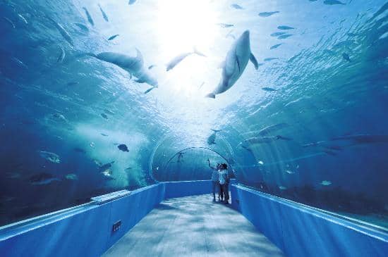 Dolphin Tunnel