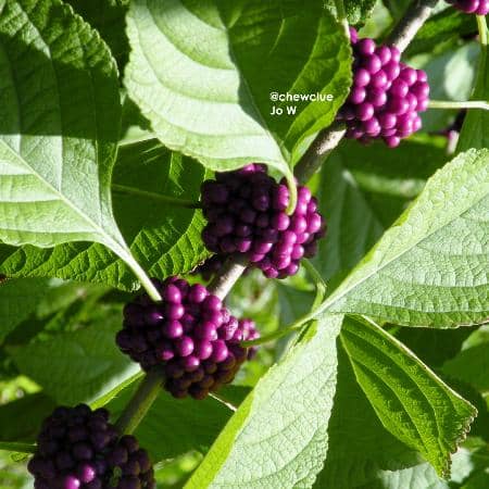 Peaceful Stream & Waterfall
