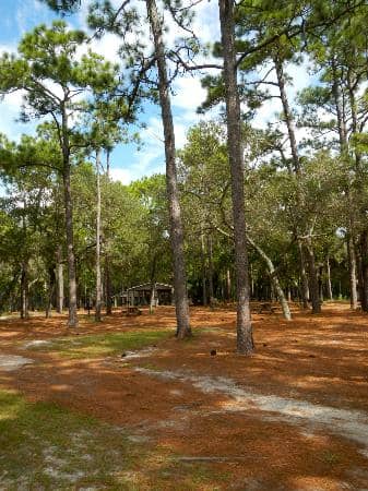 Pellicer Creek Paddling