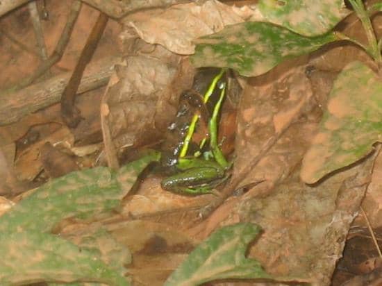 Jungle Trails & Wildlife Spotting