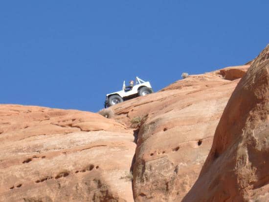 Petting Zoo Encounters
