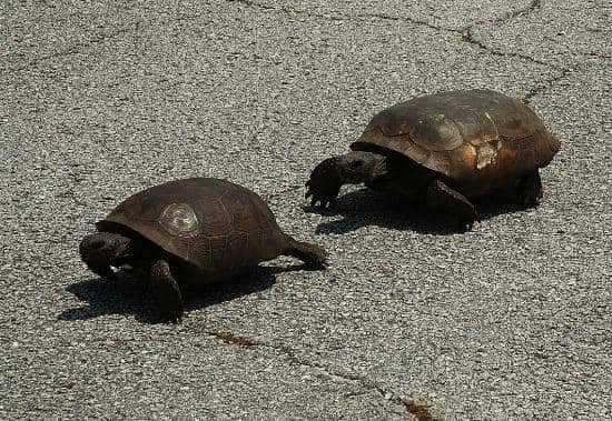 Equestrian Adventures