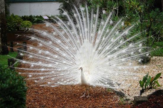 Native Timucua Village