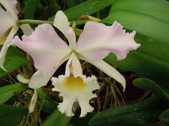 Exotic Plant Collection