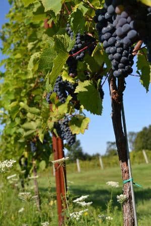 Scenic Vineyard Views