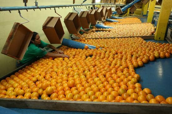 Fresh Citrus & Juices