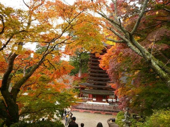 Tranquil Forest Setting
