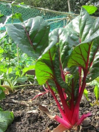 Therapeutic Community Garden