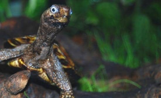 World-Class Reptile Zoo