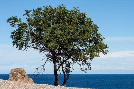Ancient Oak Tree