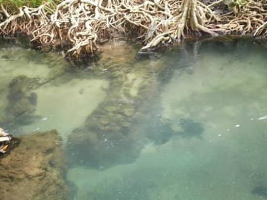 Crystal Clear Swimming Stream