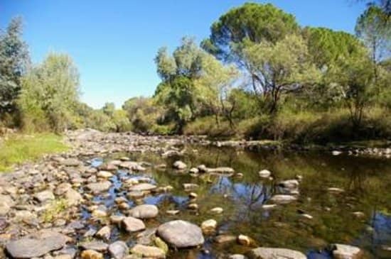 Mediterranean Forest