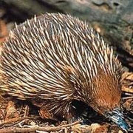Granite Boulder Trails