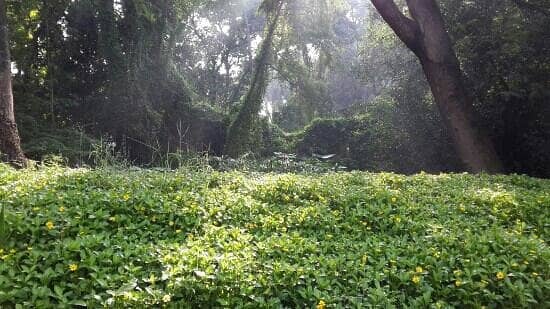 Dynamic Meditation Sunrise