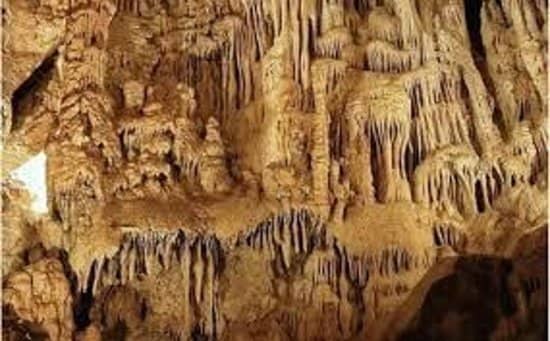 Bat Colony