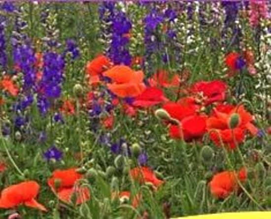 Charming Gift & Nursery Shops