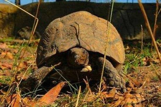 Enthusiastic Owner's Talk