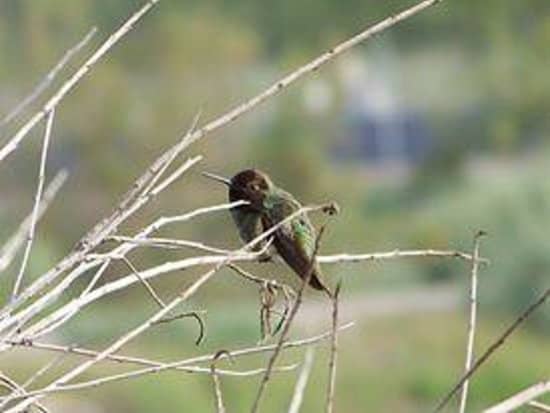 Diverse Wildlife