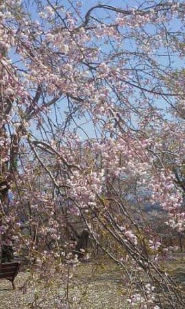 Observation Platform Views