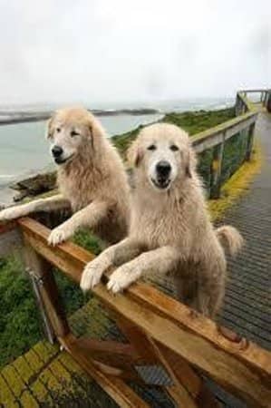 Shipwreck Coast Collection