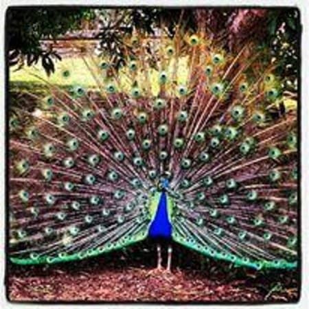 Sexy Cat Marshmallow Liqueur