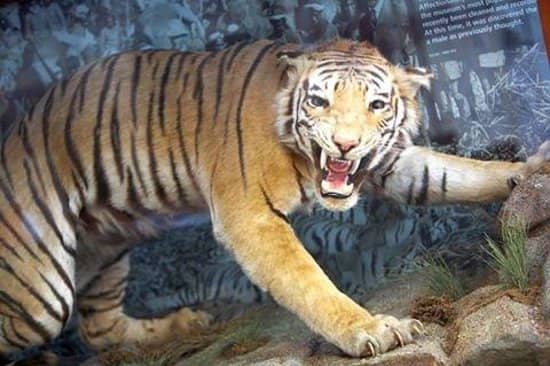 Local History Galleries