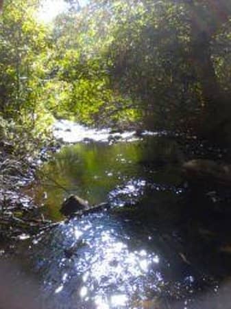 Trout Stream & Creek