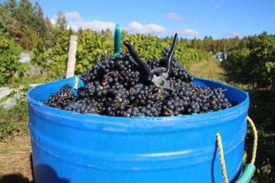 Vineyard Ambiance