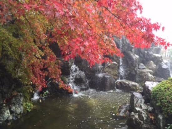 Autumn Foliage
