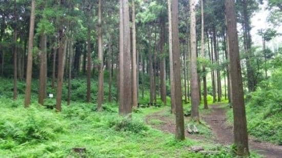 Vibrant Sunflower Fields