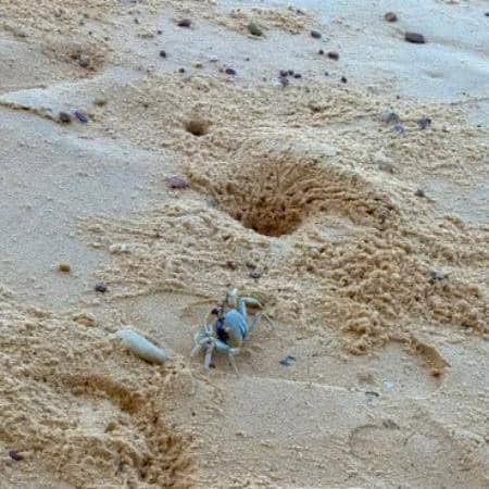 Andaman Beach Charm