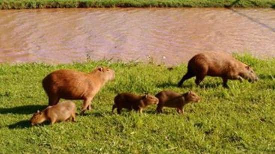 Capybara Sightings
